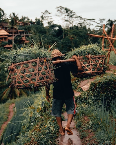 farmer carrying large baskets of crops across terraced farmland in Bali