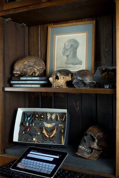 shelf in The Grant Museum of Zoology showing various skulls and butterflies